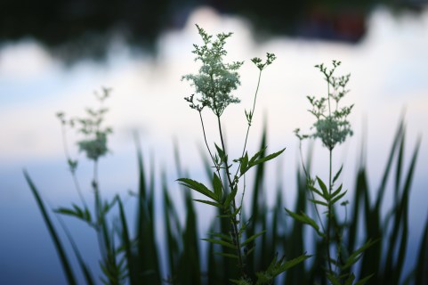 shutterstock_525126997